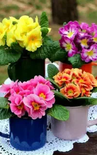درخت گرازی و خوشه بندی تیم دو نفره