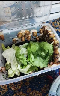 انواع حلزون طبی و گیاهی