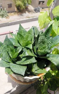 تعدادی گلدان آپارتمانی طبیعی