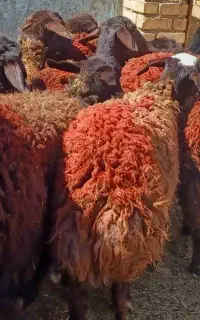 شیشک بره ماده افشار