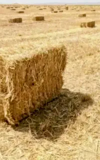 پرس گندم