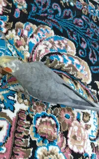 گمشده