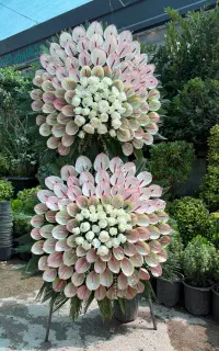 اجرای انواع تاج گل لوکس