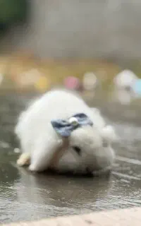 خرگوش