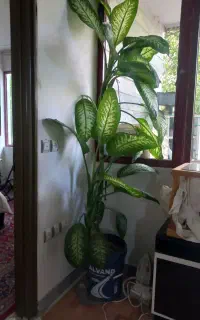 ی عددگل سرحال وبزرگ