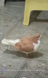 کبوتر
