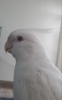 گمشده