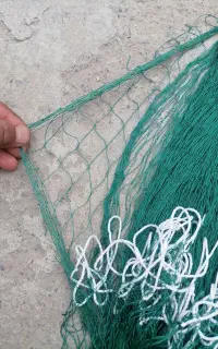 تور ماهی و بلدرچین