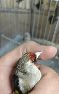 تعدادی جوجه سهره منطقه دورگ و دارابی اصیل