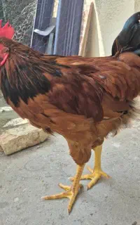 خروس