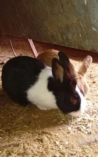 خرگوش