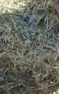 کاه لوبیا