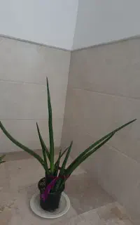 سانسوریای نیزه ای