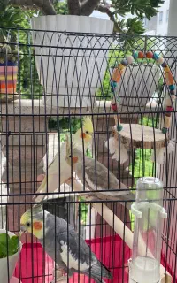 فروش عروس هلندی بالغ