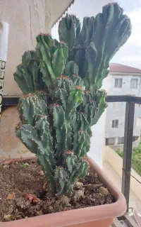 دوعدد گل صخره ای