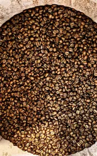 تامین مستقیم قهوه تخصصی
