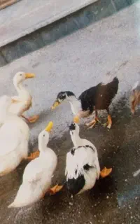 ۶ اردک سالم و سرحال جفتی هم میفروشیم