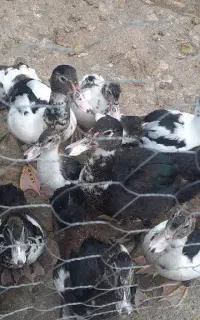 اردک اسرائیلی