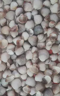 صدف تزئینی