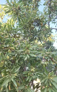 بادام درجه یک امسالی
