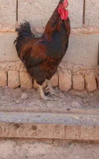خروس