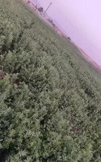 یونجه ممبی