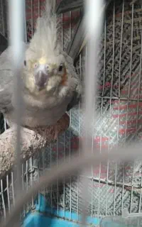 عروس هلندی ماده ارزون