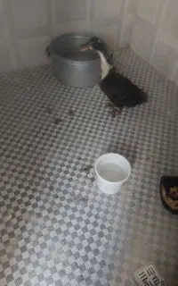فروش اردک به دلیل جابه جایی