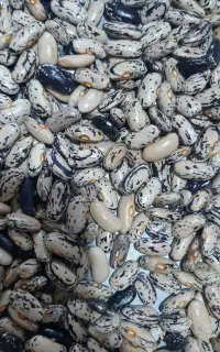 باقلای خشک بهاره