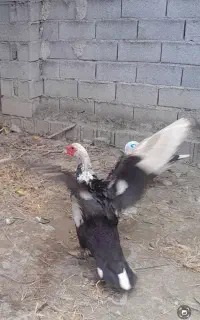 اردک خارجی فروشی