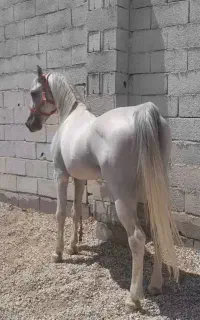 خریدوفروش