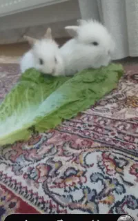 خرگوش فنجانی