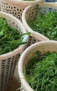 عرق بهار نارنج ،سبزی شکم پری