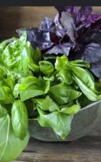انواع سبزی خوراکی خورشتی خشک کردنی
