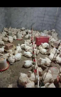 مرغ گوشتی ارگانیک کیلویی 300
