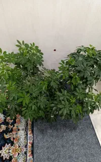 گل طبیعی پنجه پری