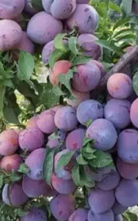 الو کبرایو شوقان درجه یک.۷۵هزار