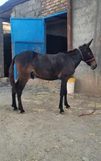 قاطر فروشی(اسب)