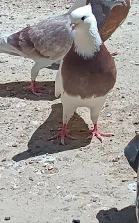عروسک