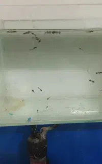 بچه گوپی