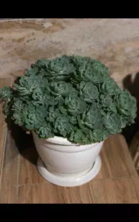 گل کاکتوس پرپشت