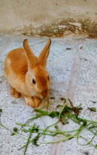 خرگوش