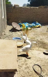 قوغاز لیندا