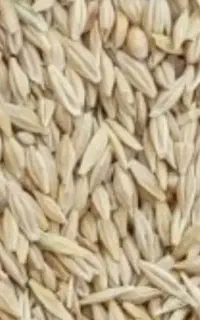 جو  درجه یک تمیز
