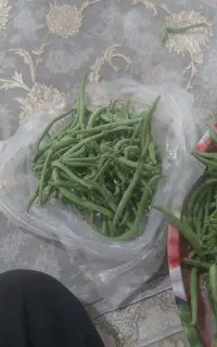 لوبیا سبز
