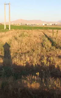 نیرو  مجرب جهت برداشت کشت و کشاورزی