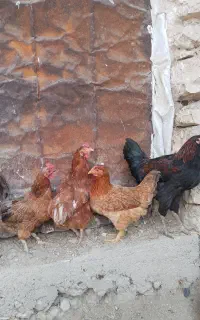 مرغ خروس روستایی