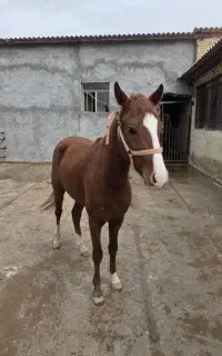 اسب درشوری شناسنامه دار