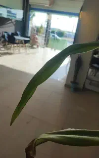 استخدام کافه
