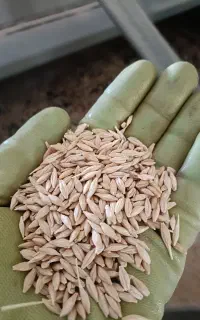 خرید فروش جو